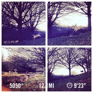 Running with the deer in Richmond Park